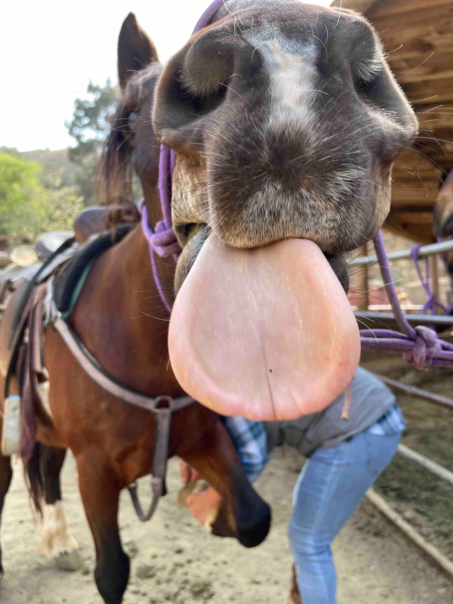 SunsetRanchLA's tweet image. Happy Saturday! Who has treats! #summer2023 #sunsetranchhollywood #hollywoodsign #hollywood