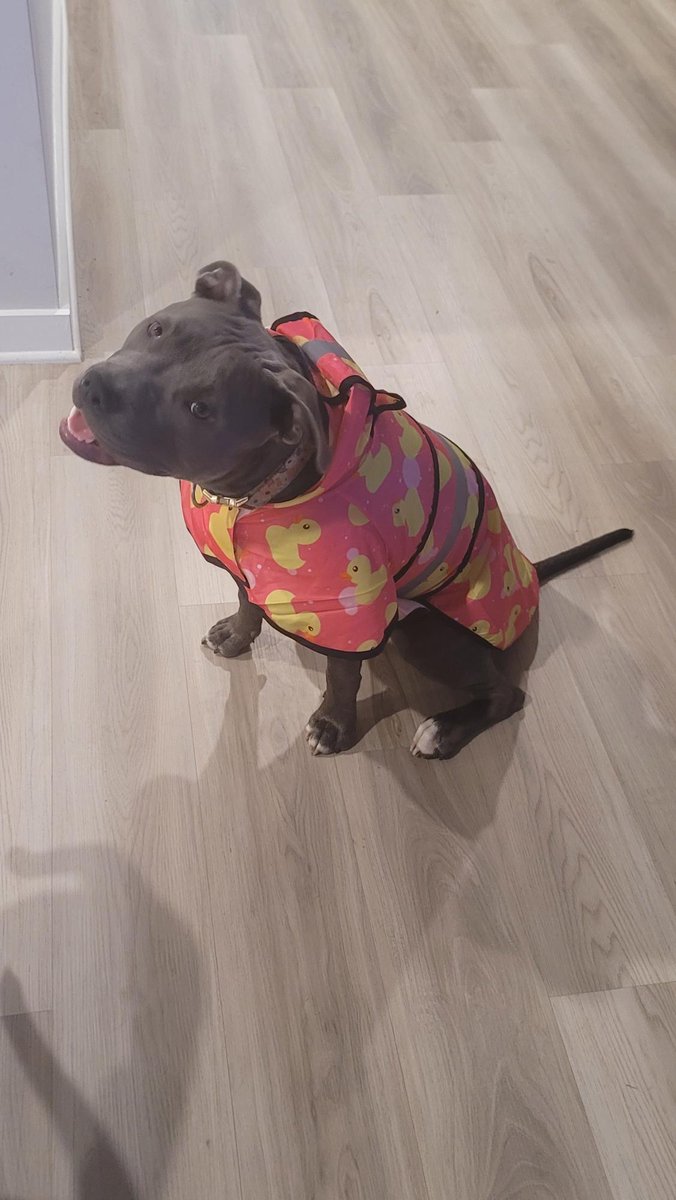 mjackson0414's tweet photo. @IsaMary2021 You need a rain jacket like Coral! Tell Mum she needs to step it up! https://t.co/Ynvr5Bp8zG
