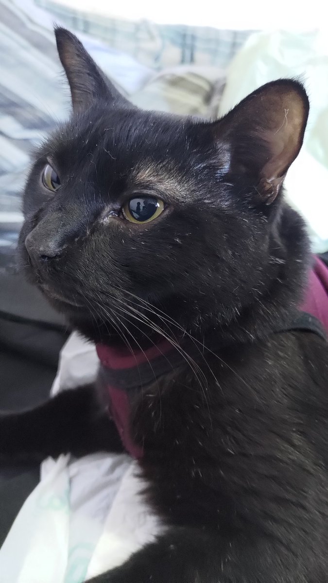 xHelasdottir's tweet photo. Updates 2.0!!! Chorão is home and, because of my wonderful mother-in-law and your donations, we have been able to reach the goal to pay for the surgery.

Thank you everyone. Here's a photo of the baby. https://t.co/XQd2oOuxT7