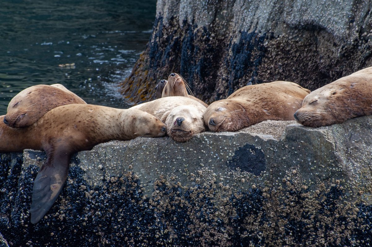 Adrenaline filled end to #IMC13 with the best #mammalwatching! Saw humpback whales bubble feeding, orcas hunting, harbour seals bananaing, Steller sea lions, Dall's porpoises, and sea otters /w @ArloHinckley @mekisus @noe_delasancha @mabscientist @rafaelamissagia @l__carneiro