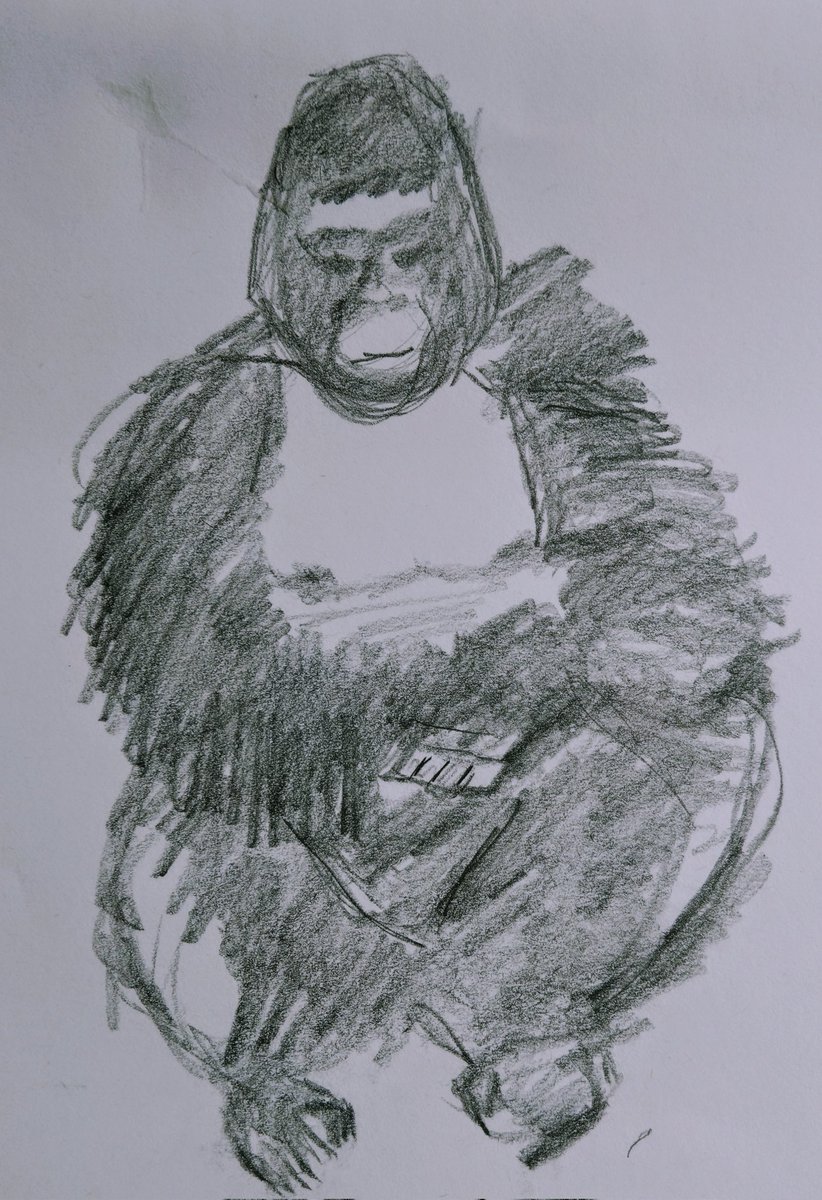 drkcarrutherst's tweet photo. Saturday mornings are currently my favourite time of the week! #CartoonClass! Today we practised making studies from resources, then putting them aside to work on our own drawings. Of #guerillas! Including a self-portrait as a guerilla 🤓. https://t.co/HqVZffbWj5