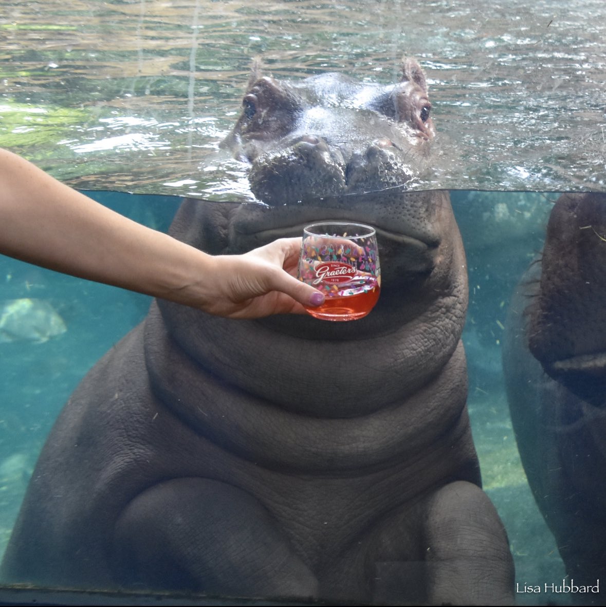 JWWilli24's tweet photo. Me: I’m not drinking today.
Wifey: Do you want a drink? 
Me: https://t.co/zYnxEIamfL