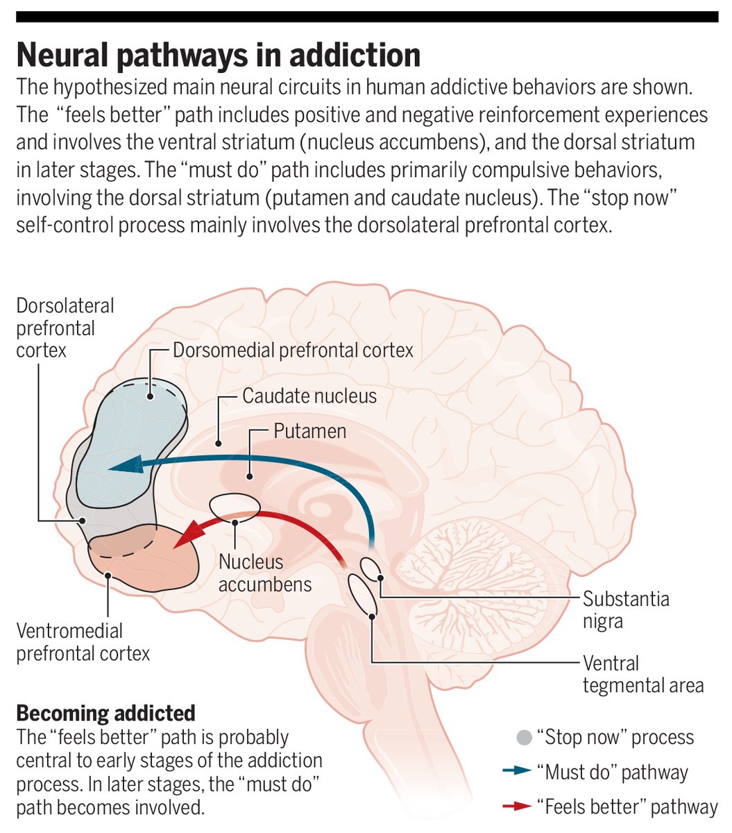 Can internet use become addictive? 

A #SciencePerspective from last year discusses the addictive potential of the #internet and how it can be best conceptualized and evaluated. scim.ag/3s0 #WorldBrainDay