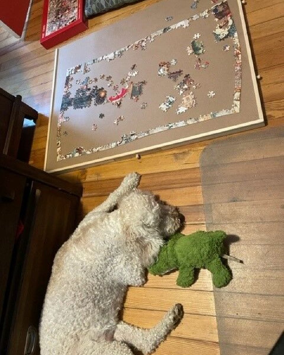 MJHS01's tweet image. Saturdays are for teddy snuggles with a side of puzzles 🧩

#Pupperday #MJHSpets #Saturdaze