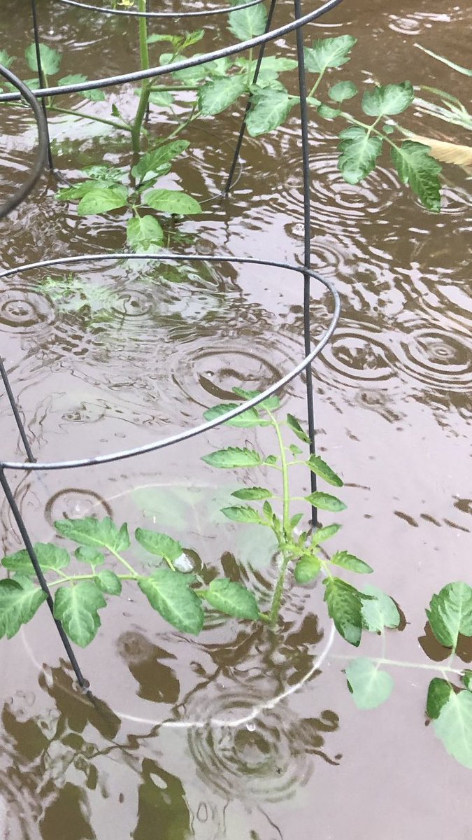 fourcrowsflying's tweet photo. How my gardens are faring during  this torrential downpour.
No need to water the tomatoes this evening I guess.

#NSStorm https://t.co/eEVb8iomMI