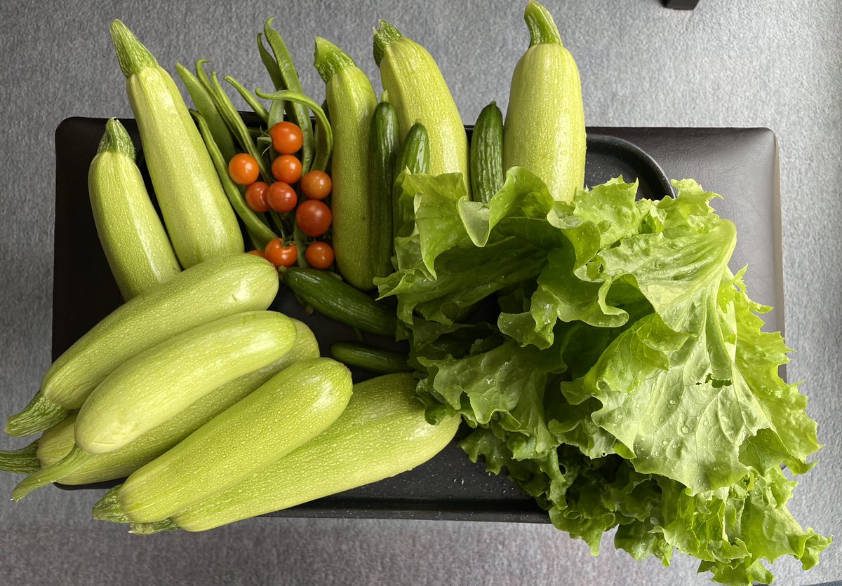 MahmutTor's tweet photo. #VeggieFun is the best to overcome the jet lag. Both allotment and the glasshouse seem to be doing fine #growyourown https://t.co/Px5H19Hs62