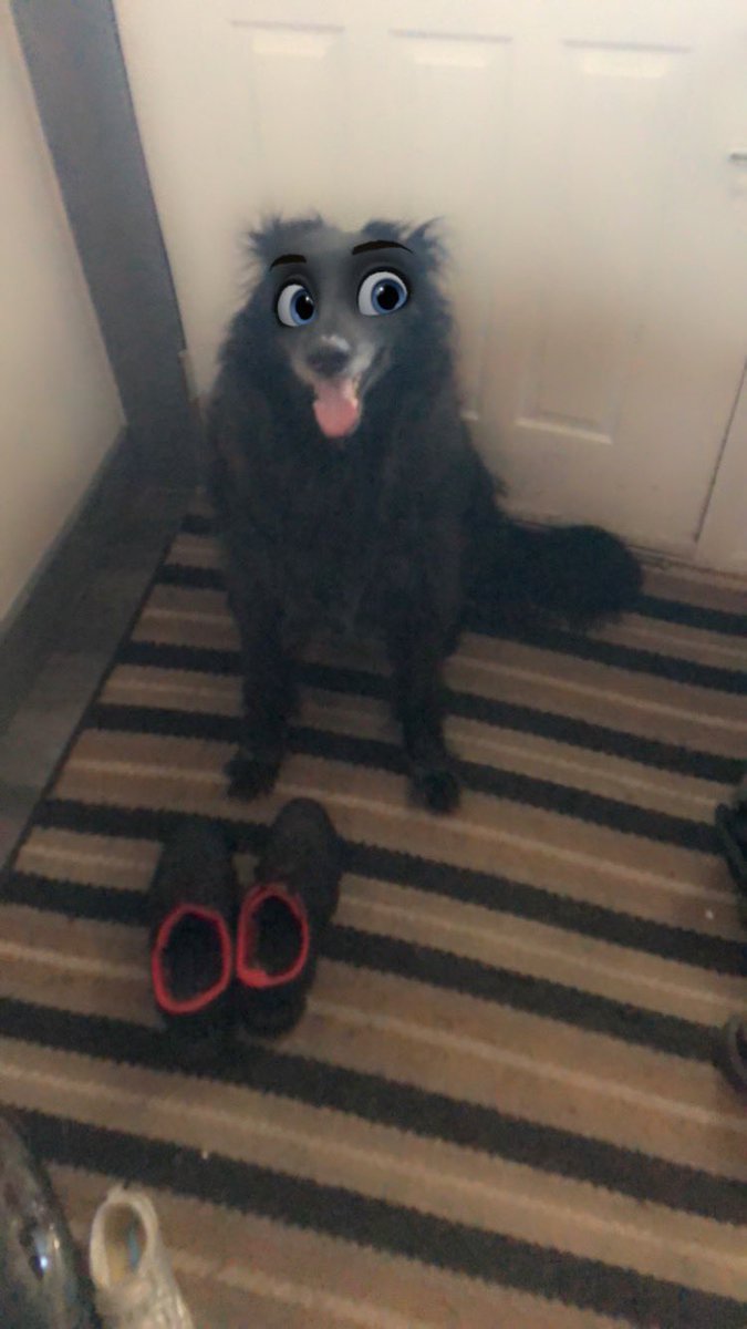 Darth_Bacca7's tweet photo. Today I had to say goodbye, we all said goodbye right by your side as you drifted away, we all loved you so much Prince, your no longer with us but you’ll always be apart of us, love you so much Prince https://t.co/YbIIhYP5OT