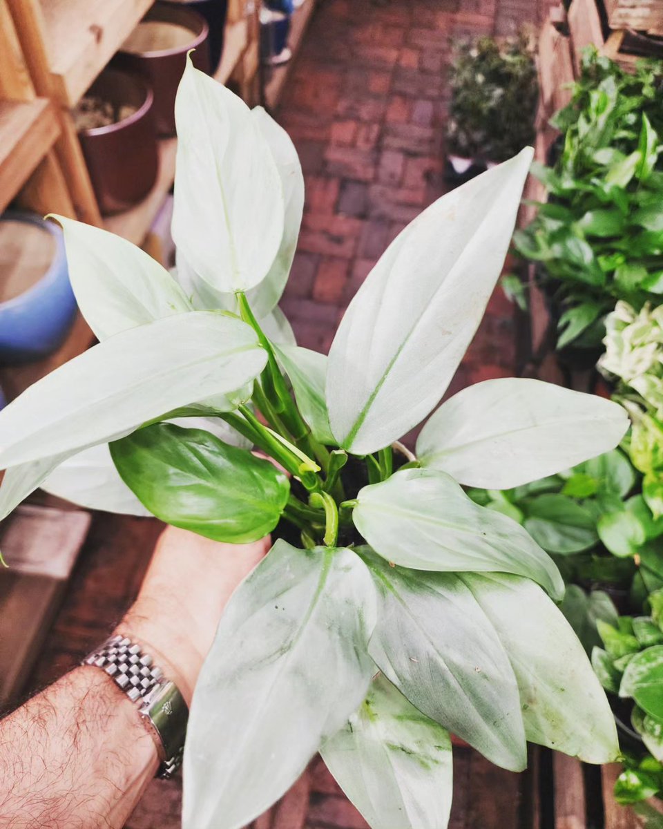 Summer sales continue🌞🌿🌳…

40% Off all indoor/tropical plants

10% Off all outdoor plants

Saturday July 22nd to Sunday July 23rd   

Open Daily 10 to 7

*Restrictions may apply. In-store purchases only. All sales final. While supplies last. Subject to our terms and conditio