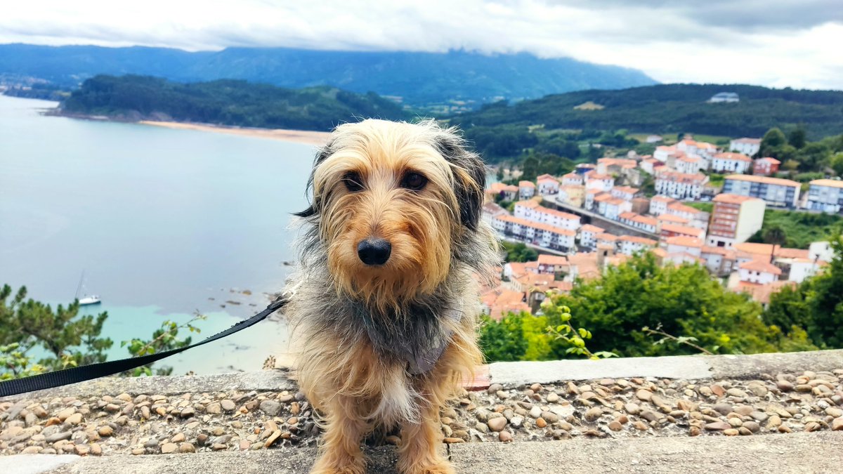 Camarón te pide que por favor votes a la izquierda.