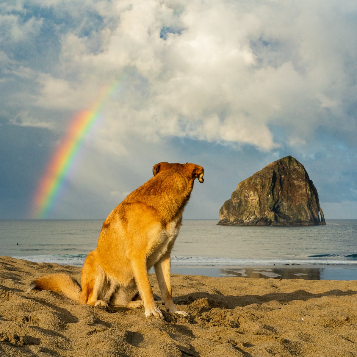Surfrider Foundation tweet media