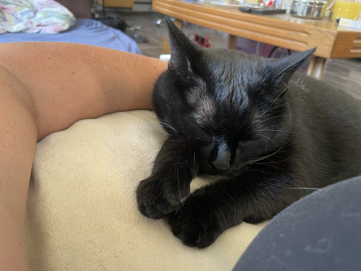 Lufthilde's tweet photo. Smaulin 🥰 #nopsi #flauschhausen https://t.co/IQJgL9dwrF
