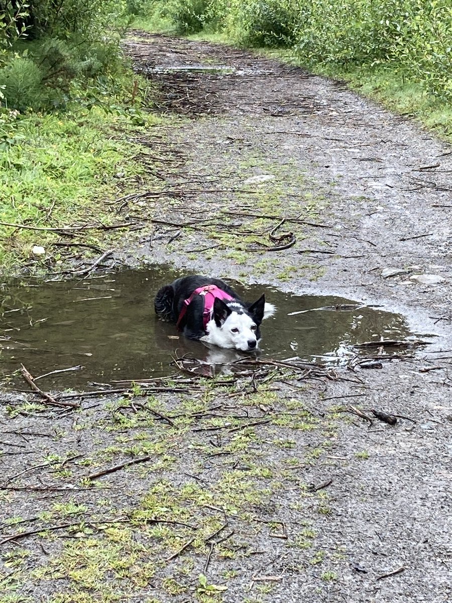 There’s nothing better than a muddy puddle #summer2023 #isleofman #colliedogs