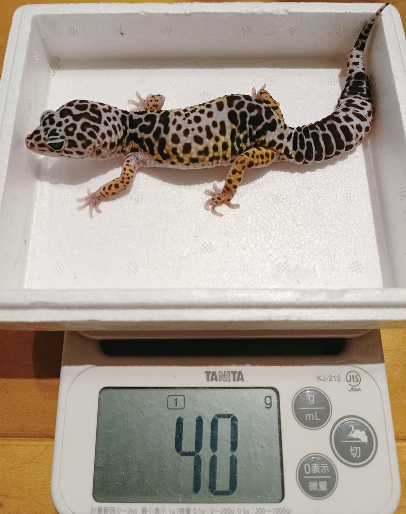 e964w124hcr32's tweet photo. ダイオウ様たち(♀2+♂1)ゆるゆる成長中🆙
飼ってみると意外に陽キャでかわいい😚
ユーブレの中ではブクブク体型になり易い感じするからカッコよく大きくしたいっす✨
#爬虫類 #ダイオウトカゲモドキ #fuscus https://t.co/fn5rsssMad