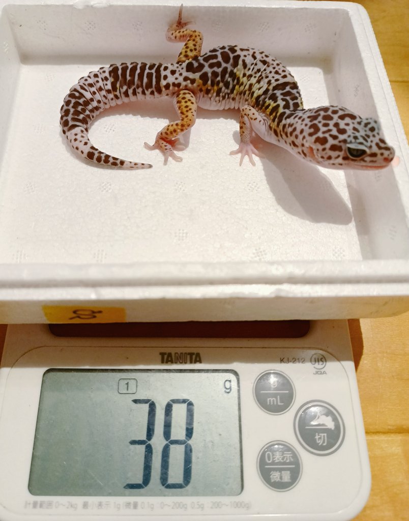 e964w124hcr32's tweet photo. ダイオウ様たち(♀2+♂1)ゆるゆる成長中🆙
飼ってみると意外に陽キャでかわいい😚
ユーブレの中ではブクブク体型になり易い感じするからカッコよく大きくしたいっす✨
#爬虫類 #ダイオウトカゲモドキ #fuscus https://t.co/fn5rsssMad
