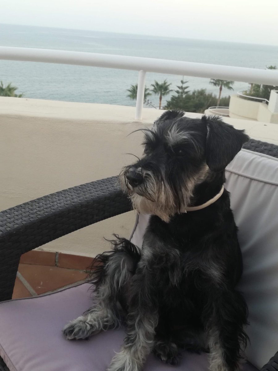 solsolete01's tweet photo. #DiaMundialDelPerro https://t.co/ufUM5cRVDY