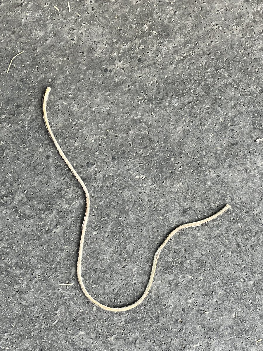 Diese Boa Constrictor ist heute im schweizerischen Thun entlaufen. 
Hier ein Foto der gefährliche Schlange! 
Rufen Sie sofort den örtlichen Schlangenfänger, wenn sie das Reptil entdecken.