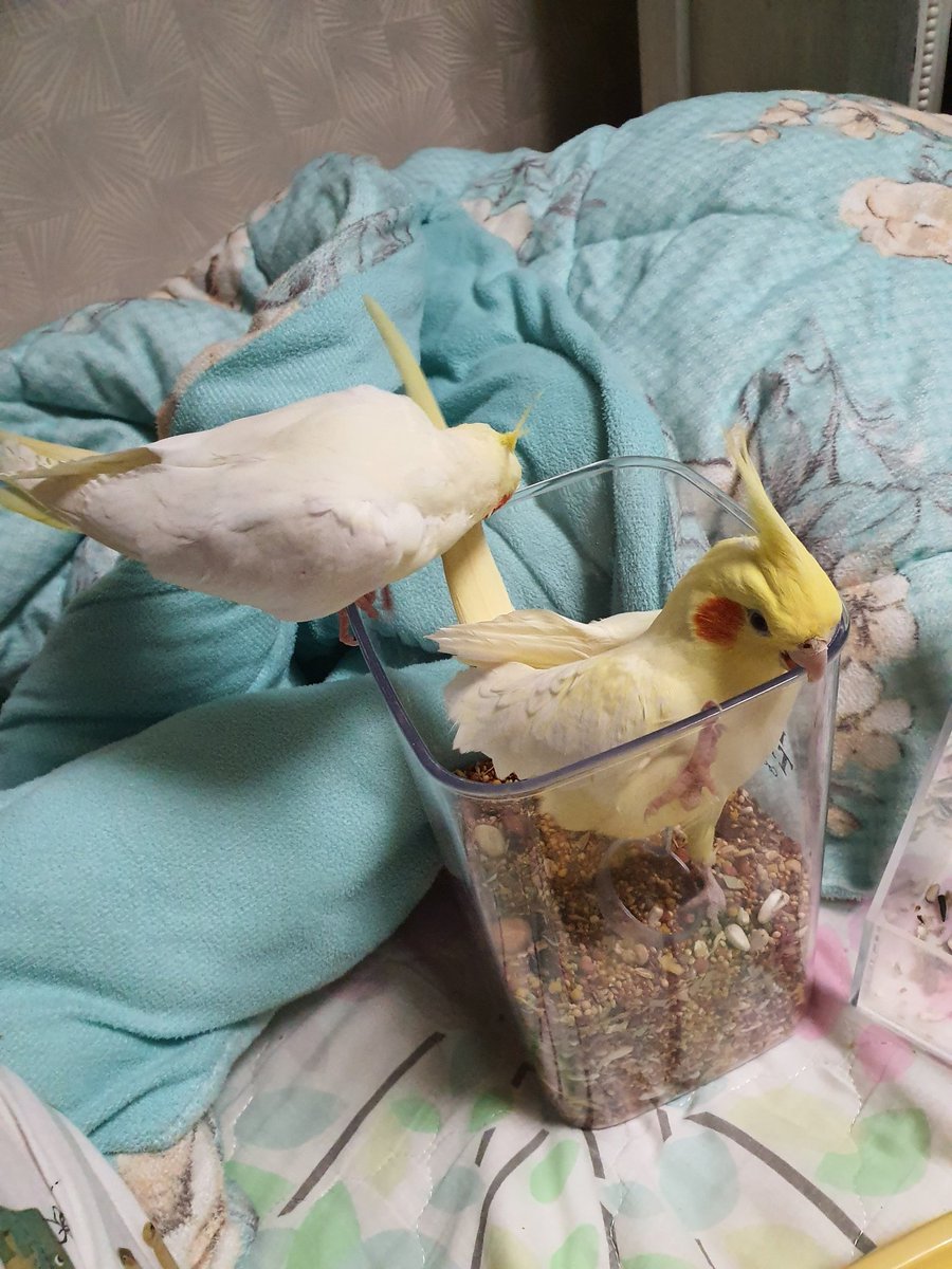 간만에 치즈랑 나나. 육아는 엄마가하고 똥꼬발랄  회복중