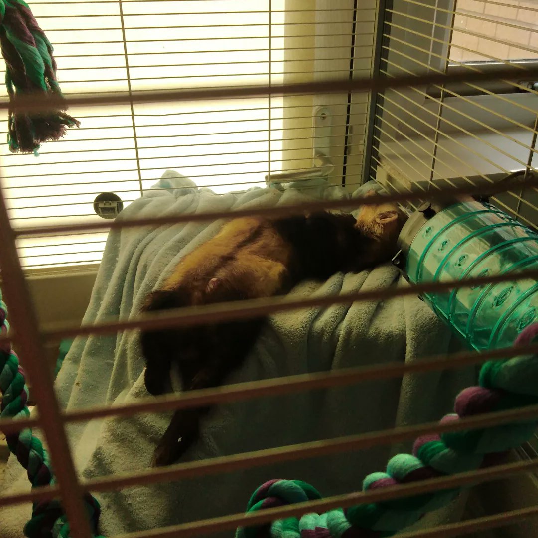 Angela_Chrystal's tweet photo. Suppose we should make the most of it till it's out time. 
#Ferrets #Love #lazy #hyper #doubletrouble #brothers #identicaltwins #fiveyearsold https://t.co/ap72j6PSXr