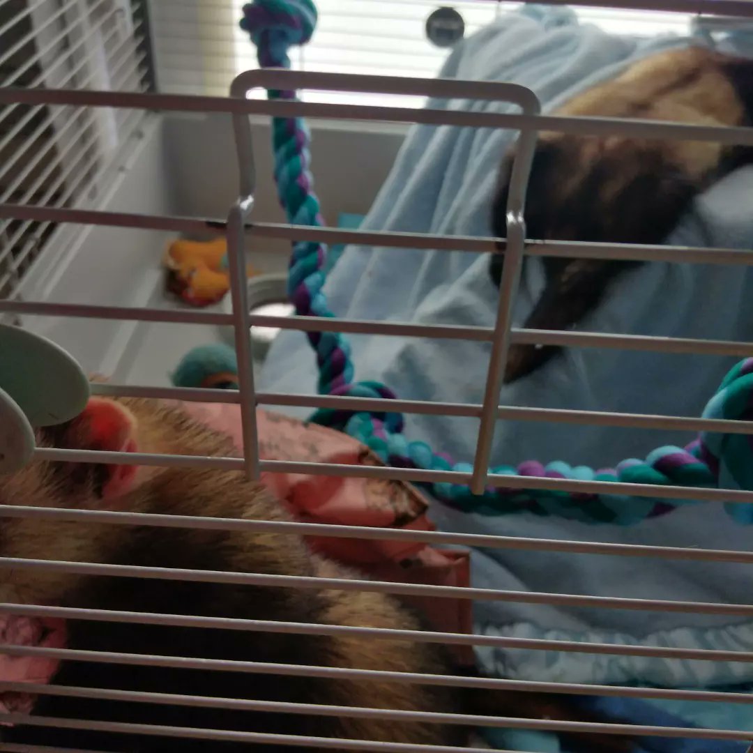 Angela_Chrystal's tweet photo. Suppose we should make the most of it till it's out time. 
#Ferrets #Love #lazy #hyper #doubletrouble #brothers #identicaltwins #fiveyearsold https://t.co/ap72j6PSXr
