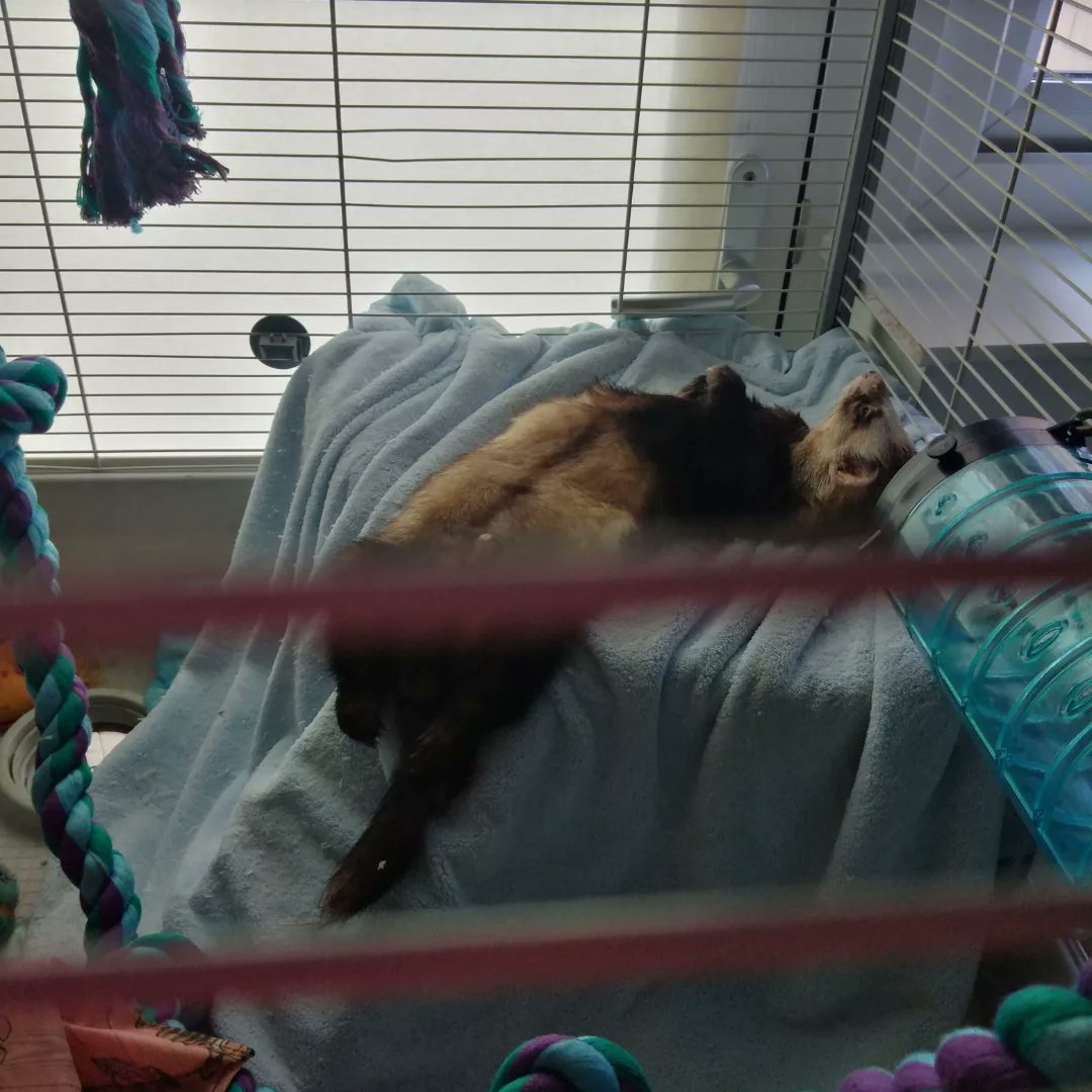 Angela_Chrystal's tweet photo. Suppose we should make the most of it till it's out time. 
#Ferrets #Love #lazy #hyper #doubletrouble #brothers #identicaltwins #fiveyearsold https://t.co/ap72j6PSXr