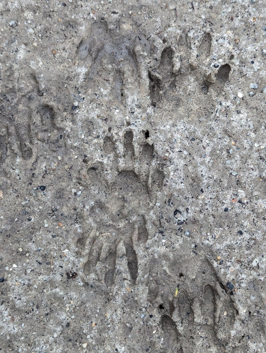 @grajohnt@chaos.social 🪨 tweet media