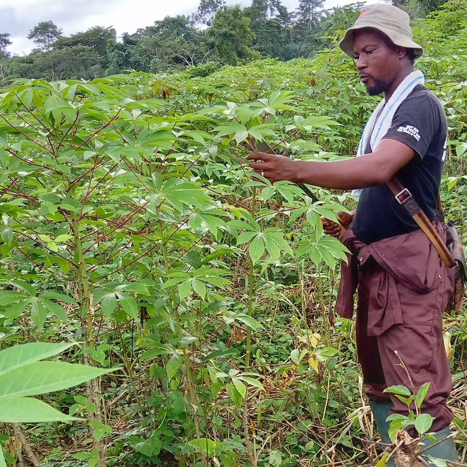 DonTernero's tweet photo. Farming isn't something that can be taught. Each plant tells its own story that has to be read repeatedly."  

#TerraNostraFarms 🇬🇭🌍
#GideonForce https://t.co/LBaLfm0b5N