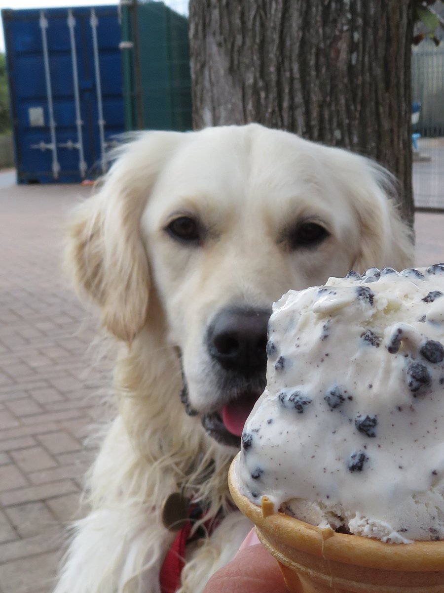 CornDollyXx56's tweet photo. Following the 1st birthday of Poppy Loves Devon's release, here's number three from the ten reasons why Poppy loves Devon so much.

3: Lapping delicious Devonshire ice cream (and hoping for a sneaky lick of the human's ice cream too!)

#PoppyLovesDevon #ChildrensBook #DogFiction https://t.co/4GuinKaRDo