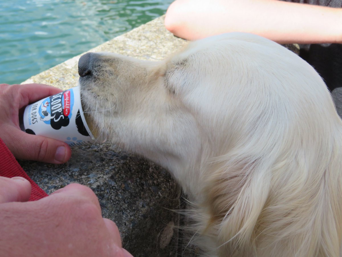 CornDollyXx56's tweet photo. Following the 1st birthday of Poppy Loves Devon's release, here's number three from the ten reasons why Poppy loves Devon so much.

3: Lapping delicious Devonshire ice cream (and hoping for a sneaky lick of the human's ice cream too!)

#PoppyLovesDevon #ChildrensBook #DogFiction https://t.co/4GuinKaRDo