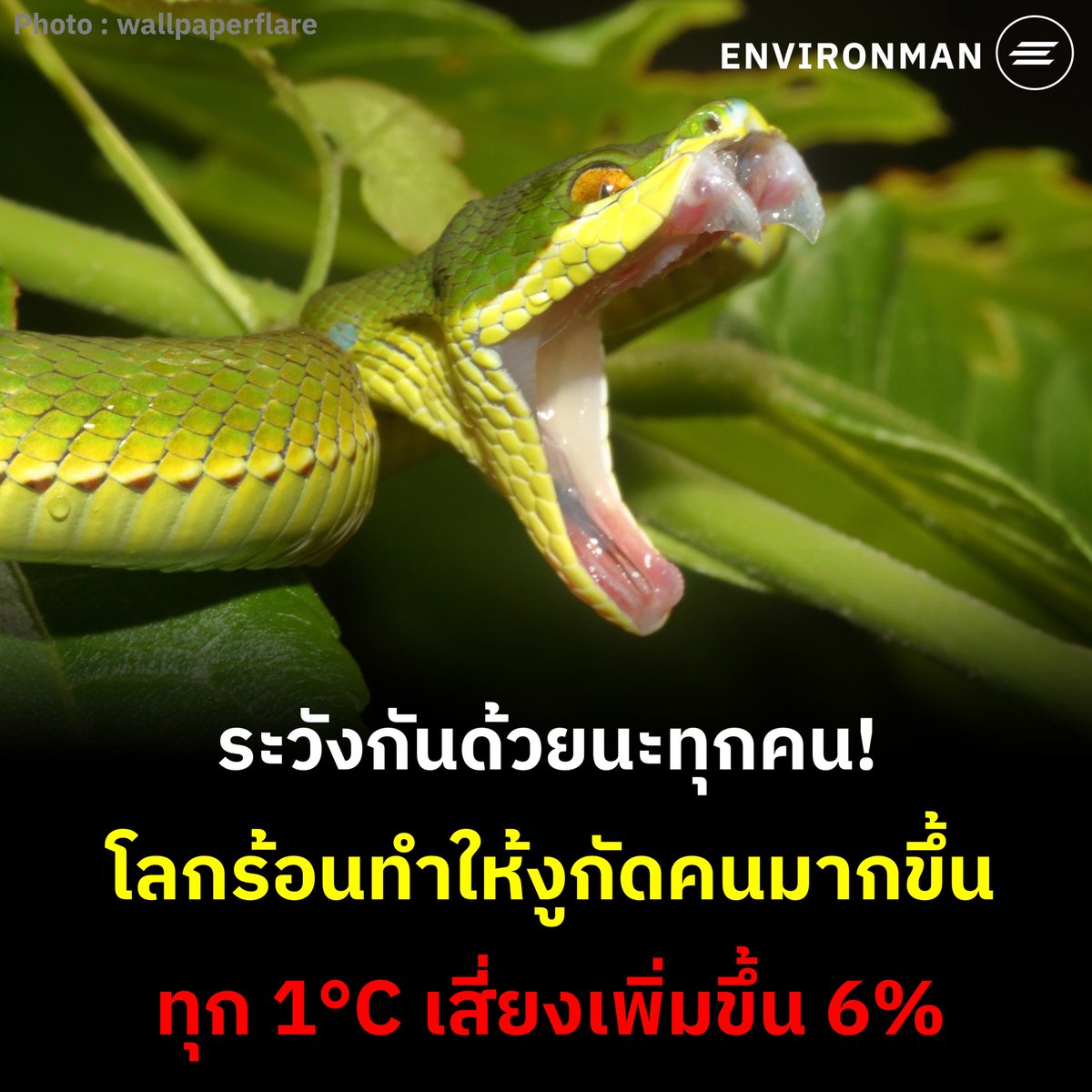 โอกาสที่งูจะกัดเพิ่มขึ้น 6% ต่อองศาเซลเซียส อีดอก อากาศร้อนทำให้งูกัดคนมากขึ้นได้ด้วยหรือเนี่ยยยย