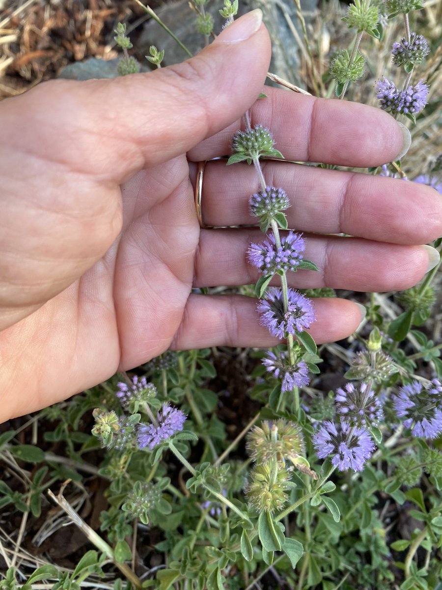 Growing in 100 degree F, pennyroyal (Mentha pulegium) is blooming. This one is not native to the Americas. I research native seeds/plants to repopulate. #rewilding #gardenplans #flora #nativeplants #pennyroyal