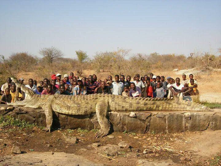 This picture by Steve Curle is probably true and not digitally manipulated. It shows a 5 meter crocodile killed in Zimbabwe after becoming a problem animal which had been attacking and killing fully grown cows 

[fact check: buff.ly/30cCZRl]