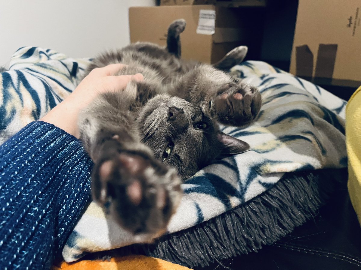 kinokofry's tweet photo. Pixel and Quest supporting the Tour de France riders from the couch peloton #tourpets https://t.co/cnVK9fMApc