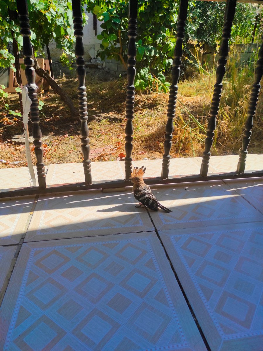 Nesli tükenmekte olan ibibik kuşuymuş... Az önce balkona kondu. Sıcaktan bunalmış diye düşündük. Ne yapmam gerektiğiyle ilgili bilgisi olan var mı?