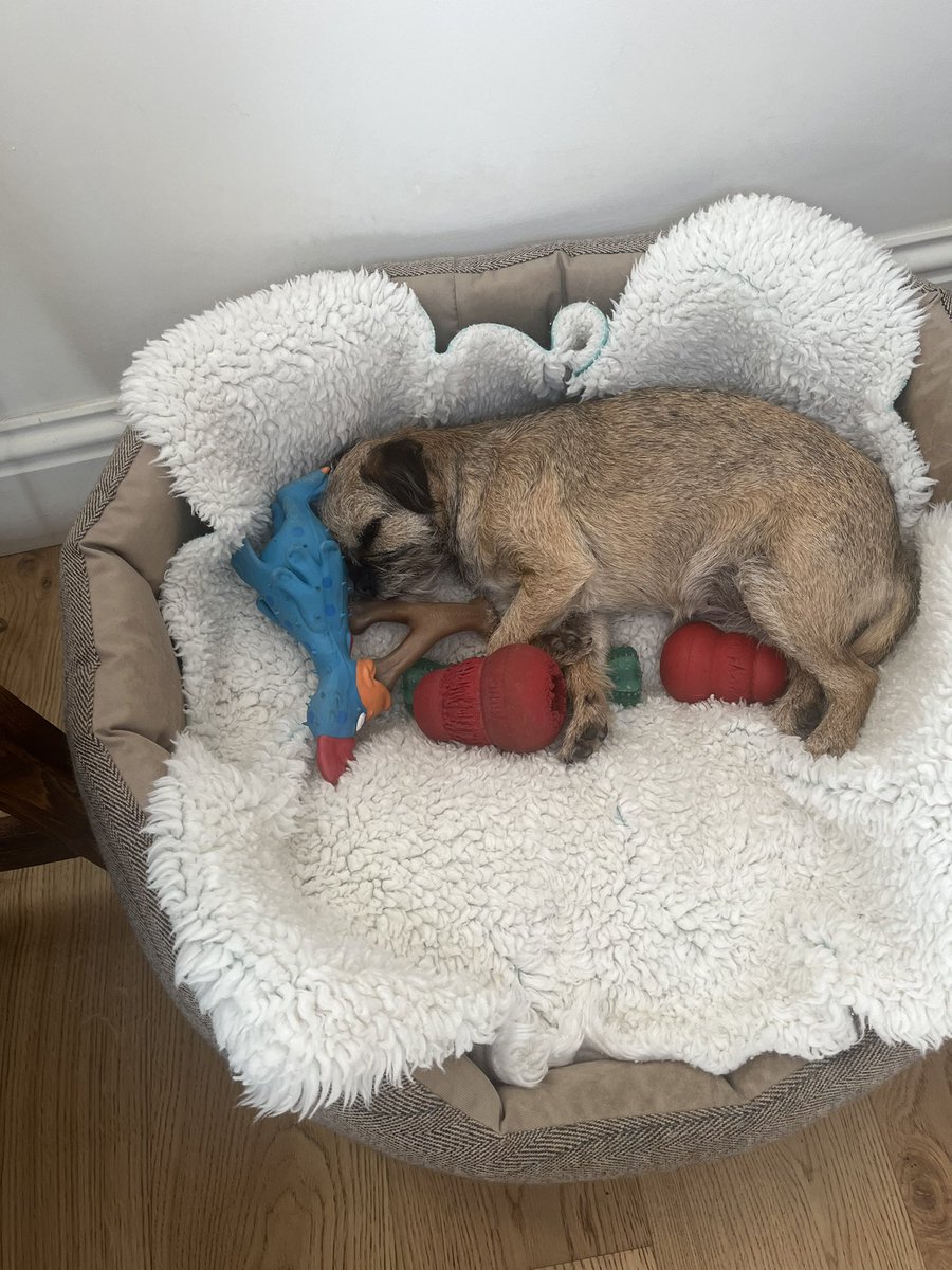 It’s raining, not much else to do but sleep with all my toys. Love Poppy #BorderTerrier #rescuedog #petsastherapy