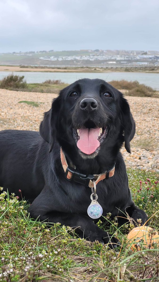 Official_DATR's tweet photo. We have had the pleasure of hearing about Ex-MWD Scratch, who is enjoying retired life in Dorset.
Scratch retired as a @RAF__Police Vehicle Search dog & now enjoys spending her time on the beach & sleeping on her own sofa!
#DATR #MWD #RoyalAirForce #VehicleSearch #SearchDog https://t.co/VSSEdGyfzV