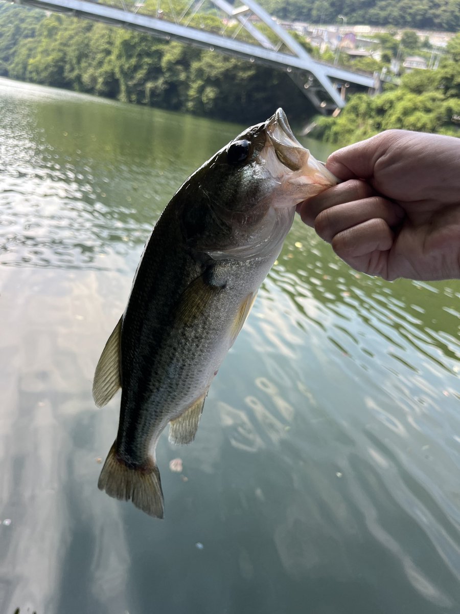 bass_shin_t's tweet photo. 先週の相模湖釣行🎣
🐈🐈🐈🐈
ボトムでしか釣ってない😂
サイズは出なかったけど、久しぶりの相模湖で釣れたからよし！

#相模湖
#バス釣り
#shimano
#jackll
#bottomup
#日相園
#ヤミー
#ハリースライド https://t.co/yD04ZkI52Y