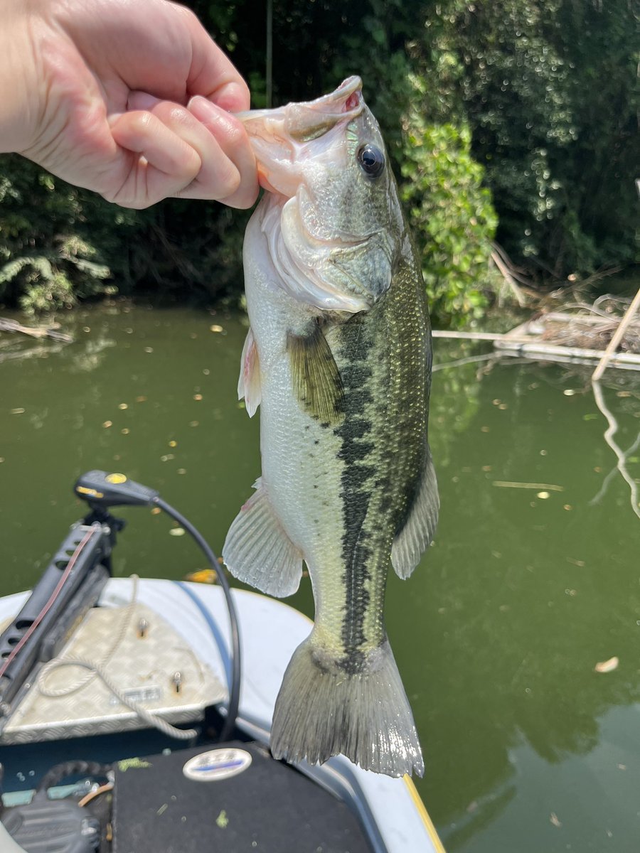 bass_shin_t's tweet photo. 先週の相模湖釣行🎣
🐈🐈🐈🐈
ボトムでしか釣ってない😂
サイズは出なかったけど、久しぶりの相模湖で釣れたからよし！

#相模湖
#バス釣り
#shimano
#jackll
#bottomup
#日相園
#ヤミー
#ハリースライド https://t.co/yD04ZkI52Y