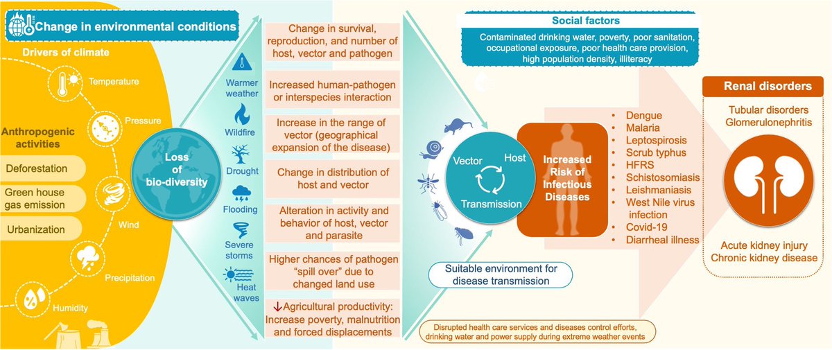 🌿 Excited to share our latest article exploring the fascinating connections btwn #Environment, #Biodiversity, #Infections and #KidneyDiseases! 
📚  Let's join forces to understand how we can contribute to a healthier 🌎 world. Thank @vjha 🙏for mentoring kireports.org/article/S2468-…