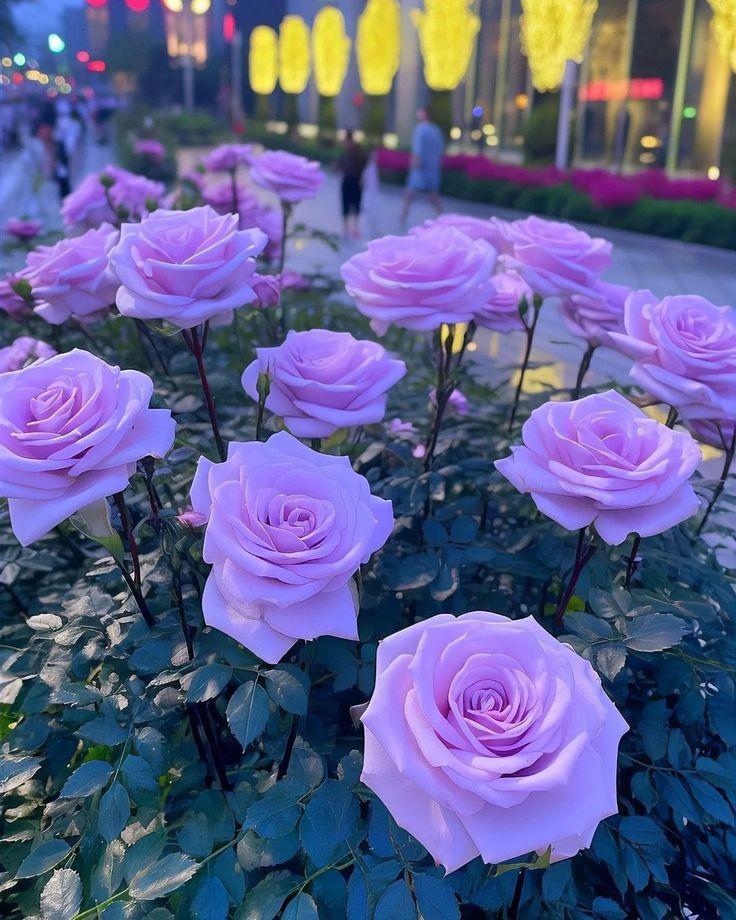 purple colored garden