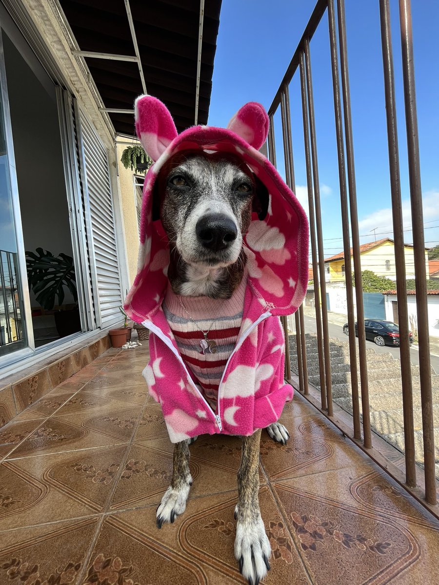 deborah pataxó 🐋 tweet media