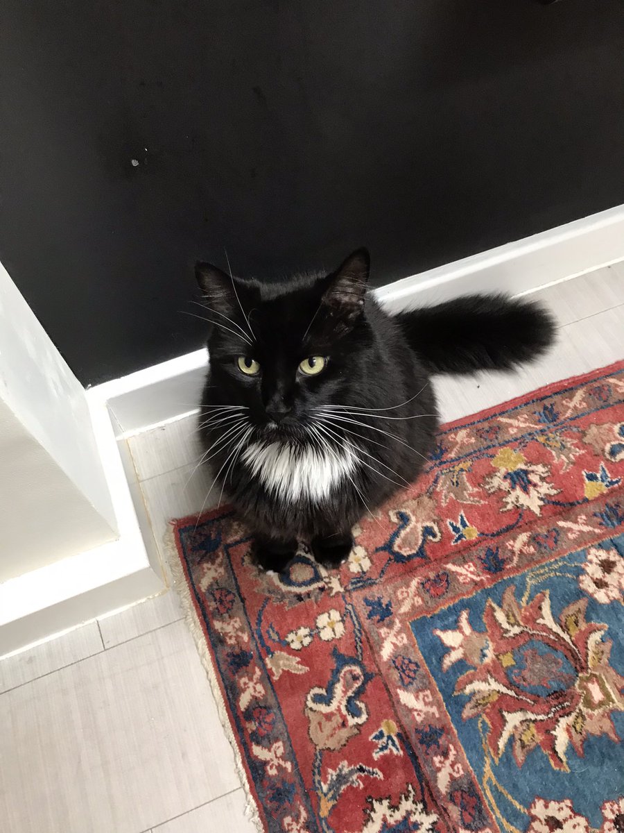 Catswhiskersuk's tweet photo. Back with this handsome boy, Jon, and the fun never stops! His cuteness overload and playful antics bring pure joy to our time together. Grateful for every delightful moment shared with my adorable furry friend. 🐾💕 #HandsomeJon #CutenessOverload #FurryFriendship https://t.co/DOIbSYD9rB