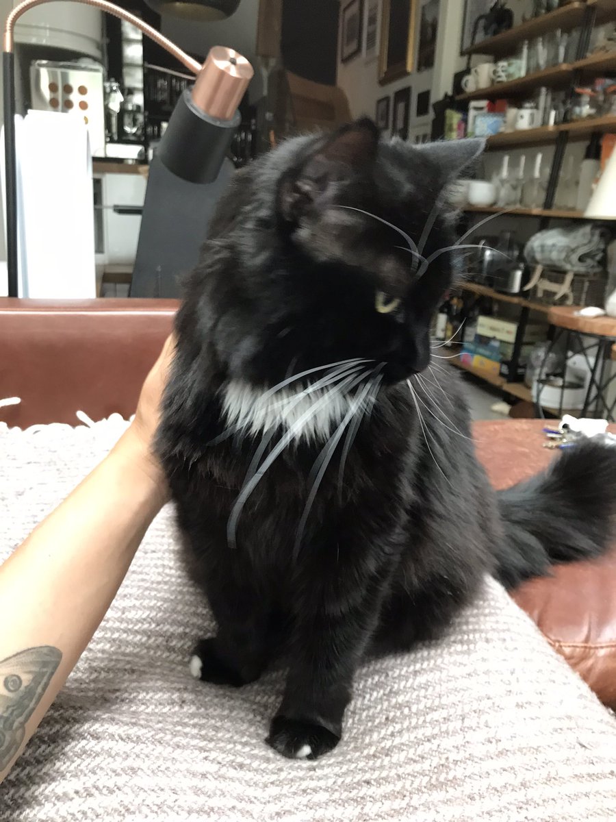 Catswhiskersuk's tweet photo. Back with this handsome boy, Jon, and the fun never stops! His cuteness overload and playful antics bring pure joy to our time together. Grateful for every delightful moment shared with my adorable furry friend. 🐾💕 #HandsomeJon #CutenessOverload #FurryFriendship https://t.co/DOIbSYD9rB