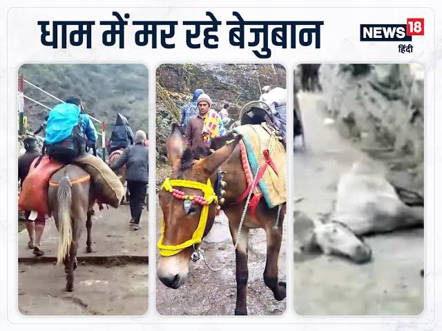 spayalb99's tweet photo. I stand for justice. I stand for compassion. I stand for coexistence.
#NoMore50 @PMOIndia @narendramodi @PRupala @AmitShah #NoMore50 #JusticeForAngel
@aajtak
@ABPNews
@ani
@BBCHindi 
@BBCIndia
@cnnbrk
@DDNewslive
@htTweets
@Indiatoday
@indiatvnews
@IndiaTVHindi
@BJP4 https://t.co/drInkQBrwn