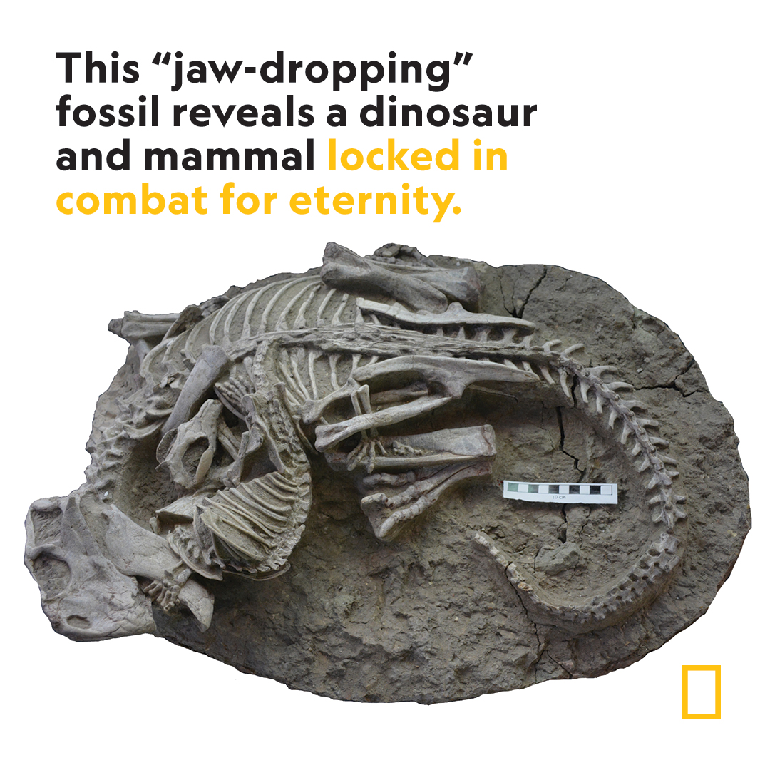 One hundred and twenty-five million years ago, a badger-like mammal attacked a plant-eating dinosaur three times its size—moments before a volcanic debris flow buried them both  
 on.natgeo.com/3OpIwwz