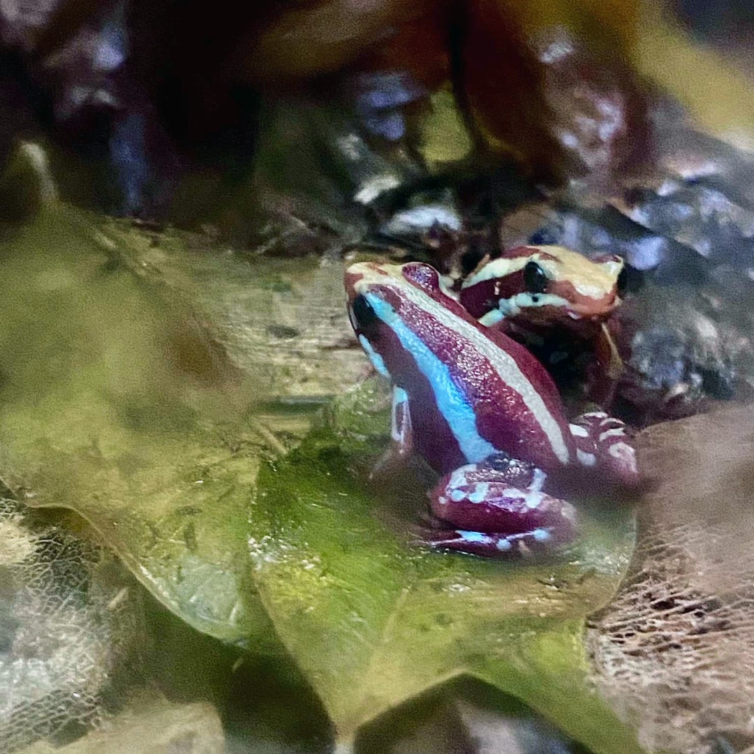 WelshMountainZo's tweet photo. Who wants a Phantas-tic Saturday frog fact? ๐
Did you know that Phantasmal Poison Frogs are super small and measure, on average, around 1 inch or smaller? ๐ธ
#FunFrogFacts #PhantasmalPoisonFrog #SupportingConservation #WelshMountainZoo #NationalZooOfWales #Eryri360 #TenTop https://t.co/5DhFKuTuUa