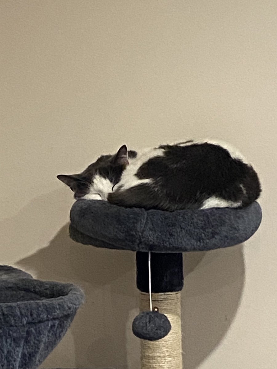 davidguthrey's tweet image. #AskSBStdf, #TourCat wants to know if tonight is a rest day and why they don’t have more rest days??? #CouchPeloton