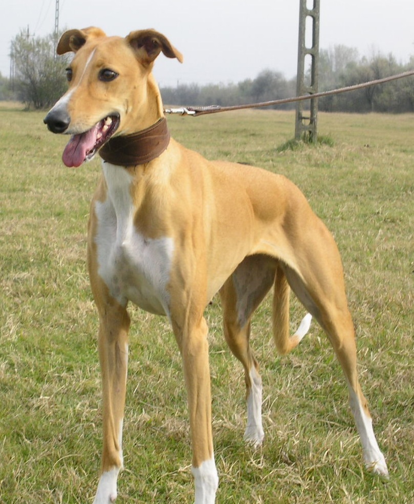 PetsPoint's tweet photo. Венгерский агар (Мадьяр-агар) / Hungarian Greyhound (Magyar Agar)

https://t.co/gjFDvTYSXH

Венгерская борзая — старинная порода собак, которая была выведена в Венгрии с целью травильной охоты на зайцев, лис, оленей.

#Венгерский #агар #борзая #мадьяр #грейхаунд #Greyhound #Agar https://t.co/Q8KRQHVanj