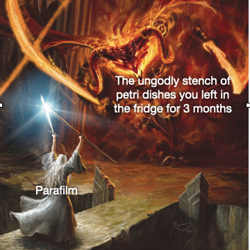 SynBio1's tweet photo. I am a servant of the Secret Fire, wielder of the flame of Anor. You cannot pass. The dark fire will not avail you, flame of Udûn. Go back to the Shadow! You cannot pass. https://t.co/Q6gWwZJ0gz