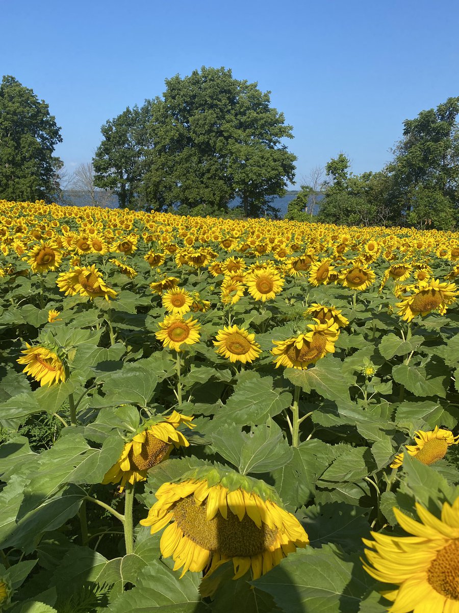 Sunflowers are doing their thing today stop by and have a look 3476 County Rd. 7 Prince Edward County