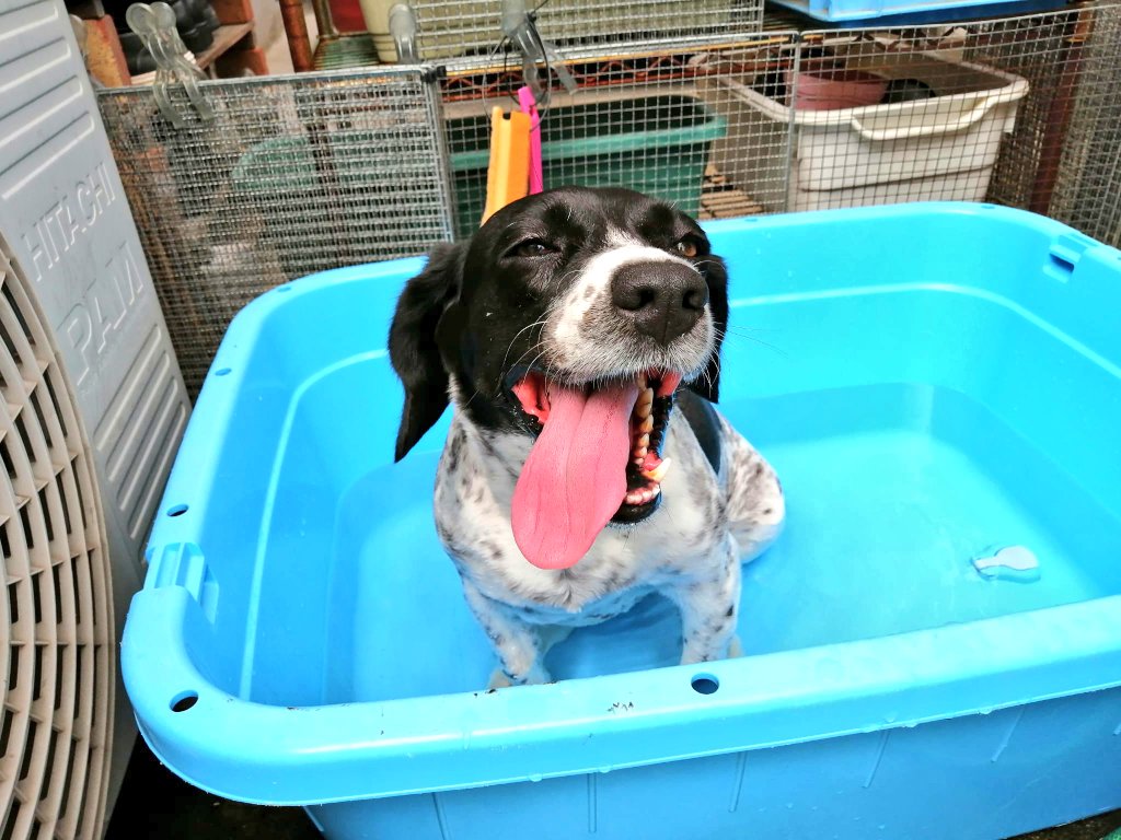 JapanLifeTV's tweet image. In Japan ist es sooo heiß! Ich freue mich schon auf den Winter. Sogar mein Hund hat wenig Lust zum Spazieren und nimmt lieber ein kühlendes Bad. 😂🥵💧🌊